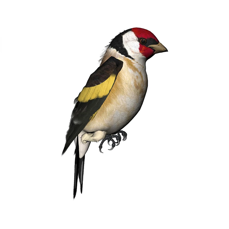New Design for Tinsel Finches  - Weight Plate Bumper ulasan dan harga